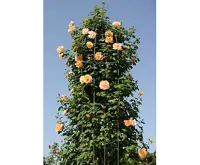 Garden King Opora pro pnoucí rostliny 188 x 40 cm (2)